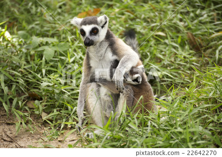 Two ring-tailed lemurs 22642270
