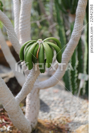 Euphorbia · Unispina Euphorbia · Unispina 22642368