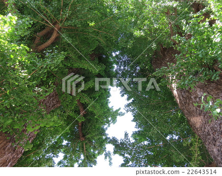 Kuniko Kawagoe Inari Shrine 22643514