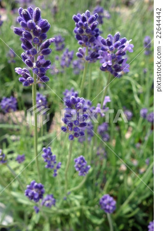 lavender lavender 22644442