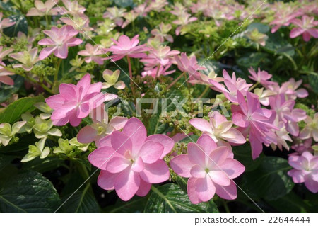 hydrangea hydrangea 22644444