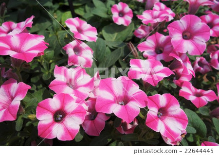 Super Tunia Super Tunia 22644445