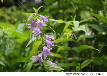 Purple flowers (vegetables) Purple flowers (vegetables) 22644615