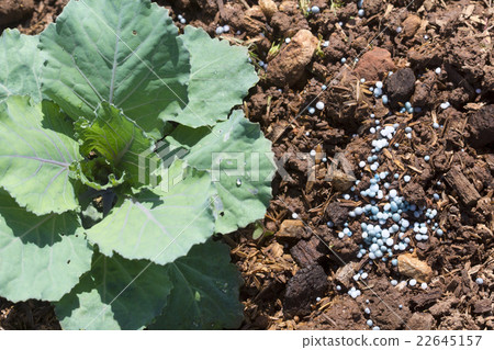 Fertilizing vegetable in garden 22645157