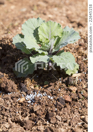 Fertilizing vegetable in garden 22645158