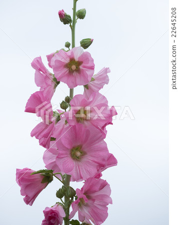 天空背景桃紅色紋身花刺 22645208