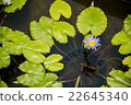 Lotus flower with lots of leaves in a pond 22645340