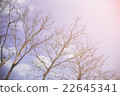 No leaves trees with blue sky and sunlight 22645341