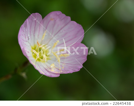 Cute hill throbbing Cute hill throbbing 22645438