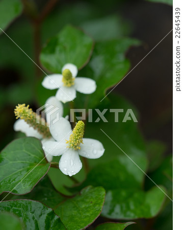 Medicinal Documida 22645439