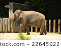 亞洲大象 亞洲大象 22645922