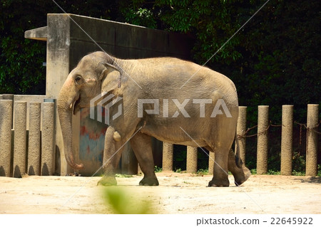 亞洲大象 亞洲大象 22645922