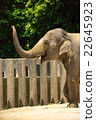 亞洲大象 亞洲大象 22645923