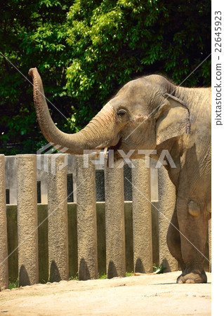 亞洲大象 亞洲大象 22645923