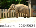 亞洲大象 亞洲大象 22645924