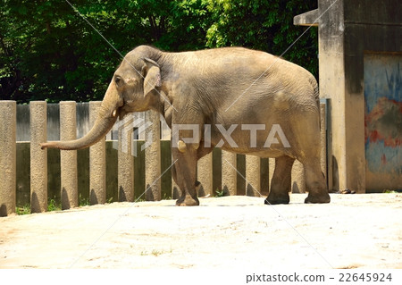 亞洲大象 亞洲大象 22645924