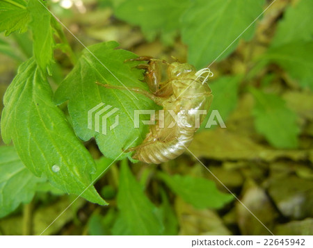 逃離Hallucinis 22645942