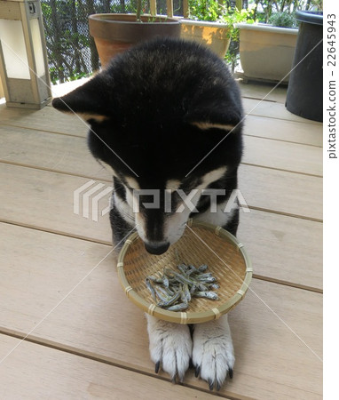 狗和煮茄子 狗和煮茄子 22645943