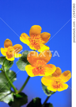 Nice Yellow Wildflowers 22645960
