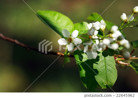 Twig With Flowers 22645962