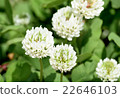 White clover 22646103