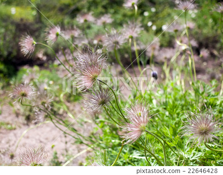 Flowers bloom pasqueflower 22646428