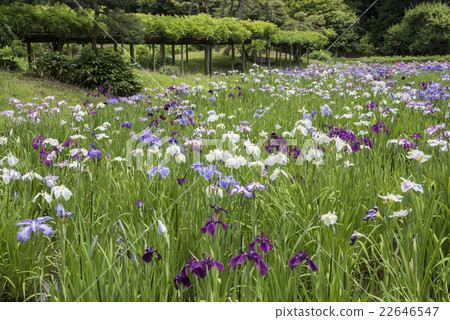 Hana shiobu garden at Koishikawa Korakuen 22646547