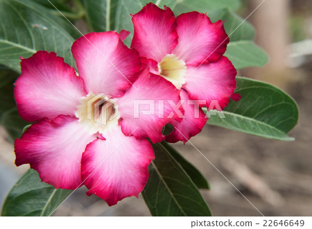 Two pink azalea flowers, beautiful 22646649