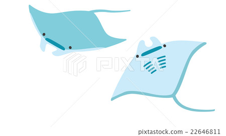 Manta 22646811