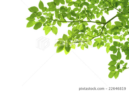 Green leaves on white background 22646819
