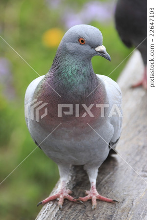 鴿子 22647103