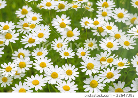 Camomile daisy flower field background texture Camomile daisy flower field background texture 22647392