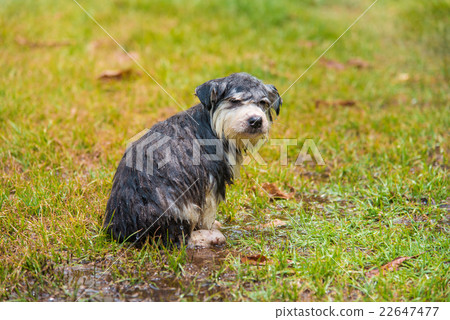 Puppy take a bath 22647477