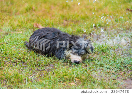 Puppy take a bath 22647478