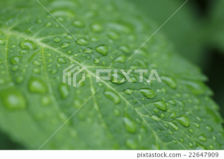 Leaves of hydrangea 22647909