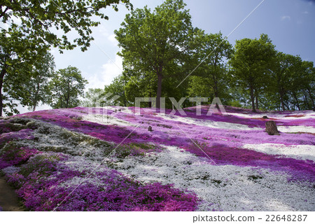 Shiba Saki  -  12 22648287