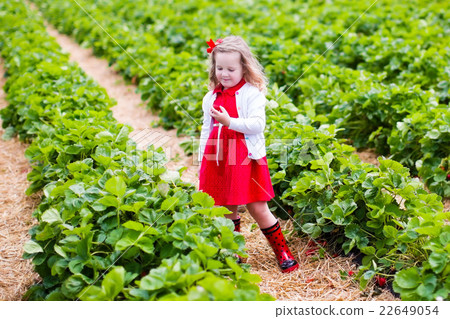Little girl picking strawberry on a farm field Little girl picking strawberry on a farm field 22649054