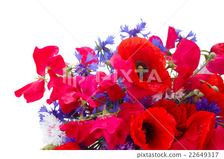 Poppy, sweet pea and corn flowers 22649317
