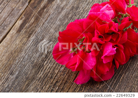 Sweet pea flowers 22649329
