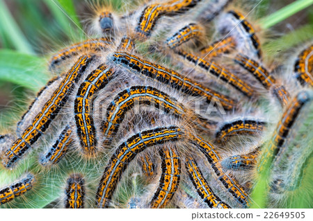 Young caterpillars in the nest (Lymantria dispar) 22649505