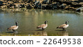Three Geese in a Row 22649538