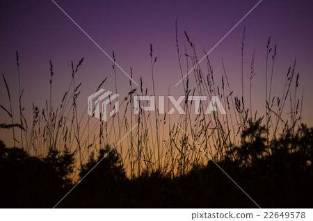 blades of grass at sunset blades of grass at sunset 22649578