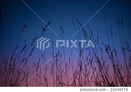 blades of grass at sunset blades of grass at sunset 22649579