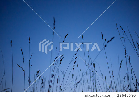 blades of grass at sunset blades of grass at sunset 22649580