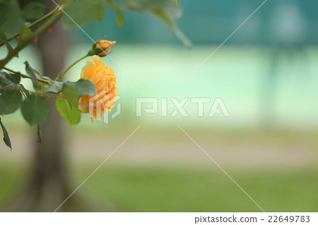 Tennis court and rose Tennis court and rose 22649783