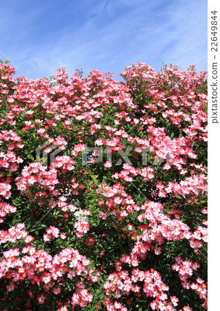 Small wheel Vine Roses Azumino 22649844
