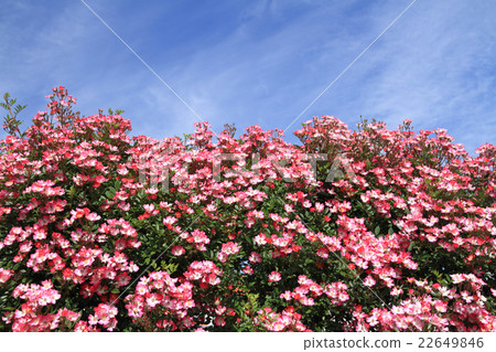 Small wheel Vine Roses Azumino Small wheel Vine Roses Azumino 22649846