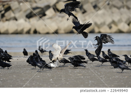 White falcon chasing away surrounding crows! 22649940
