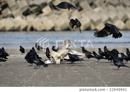 White falcon chasing away surrounding crows! White falcon chasing away surrounding crows! 22649941