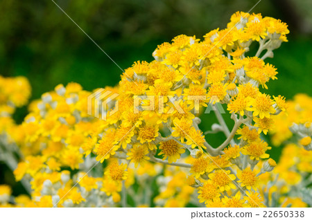 Shirota aegi Shirota aegi 22650338